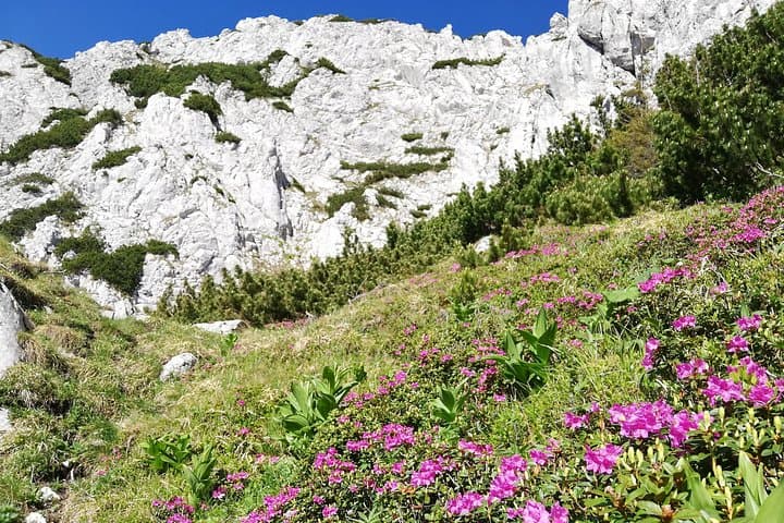 Piatra Craiului Day Hike from Zarnesti: Private Guided Ridge & Hut Trek photo 4