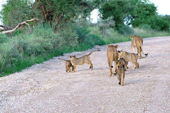 Masai Mara 4-Day Air Safari from Diani — Big Five Game Drives & Migration Views photo 6