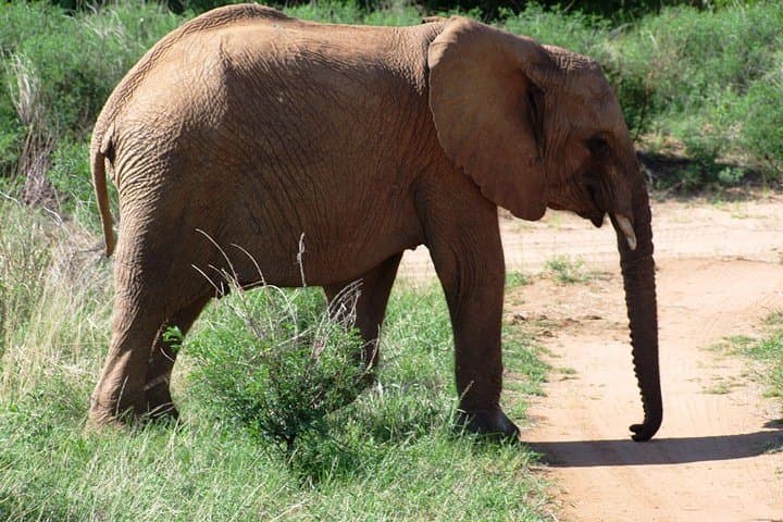 2-Day Tsavo East & Taita Hills Safari from Mombasa — Salt Lick Lodge Overnight photo 3