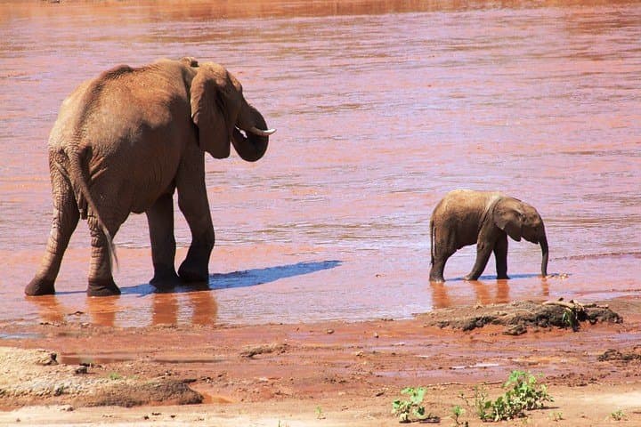 2-Day Tsavo East & Taita Hills Safari from Mombasa — Salt Lick Lodge Overnight photo 6