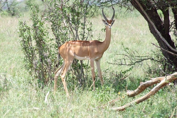 2-Day Tsavo East & Taita Hills Safari from Mombasa — Salt Lick Lodge Overnight photo 5