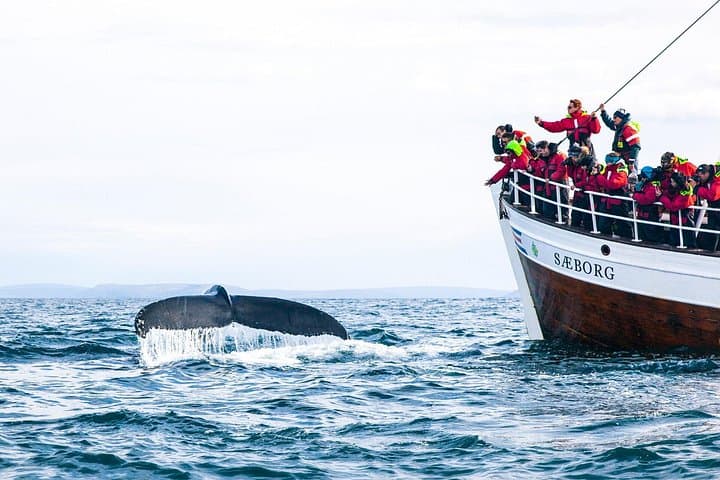 Cape Town Whale Watching Combo: Boat Trip and Coastal Drive to Hermanus photo 2