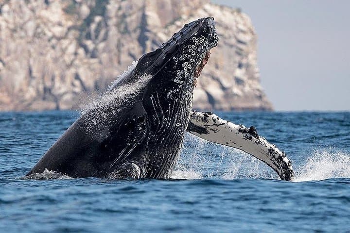 Cape Town Whale Watching Combo: Boat Trip and Coastal Drive to Hermanus photo 4
