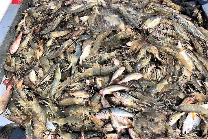Hilton Head Shrimp Trawling Cruise — Tammy Jane Lowcountry Expedition photo 6
