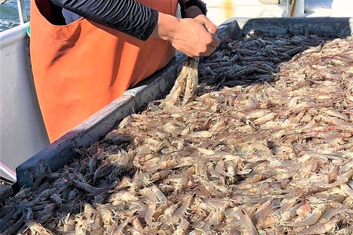 Hilton Head Shrimp Trawling Cruise — Tammy Jane Lowcountry Expedition photo 5