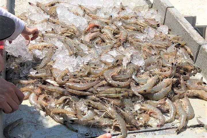 Hilton Head Shrimp Trawling Cruise — Tammy Jane Lowcountry Expedition photo 3
