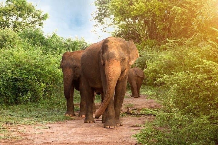 Udawalawe Jeep Safari: Day Trip from Colombo to See Wild Elephants photo 1