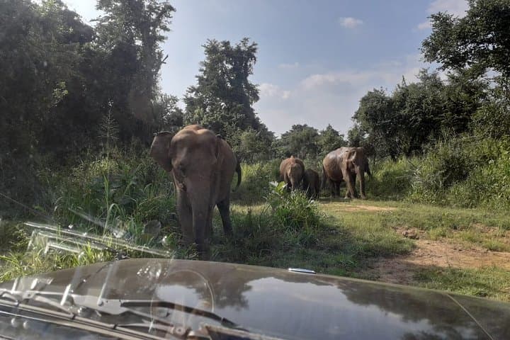 Sigiriya & Kaudulla Jeep Safari: Elephant Encounters and Lion Rock Views photo 4