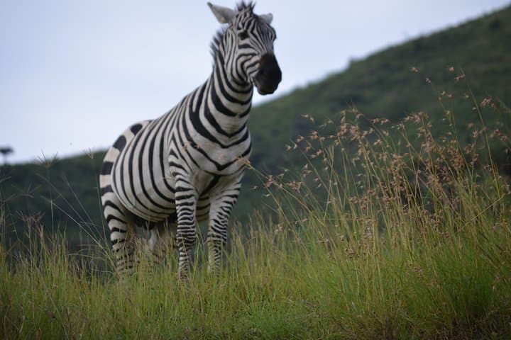 5-Day Private Safari: Tarangire, Serengeti & Ngorongoro Crater photo 3