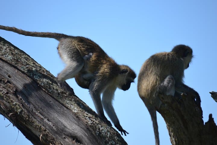 5-Day Private Safari: Tarangire, Serengeti & Ngorongoro Crater photo 4