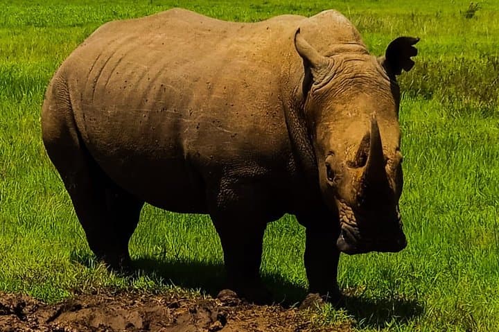 Ol Pejeta Conservancy: 2-Day Sweetwaters Safari from Nairobi — Chimp & Rhino Sanctuary
