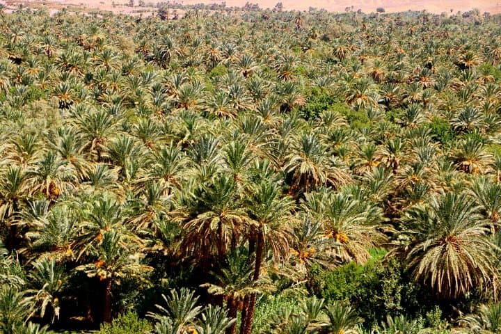 Camel Trekking in Draa Valley from Zagora: Full-Day Oasis Ride, Tamegroute & Berber Dinner photo 4