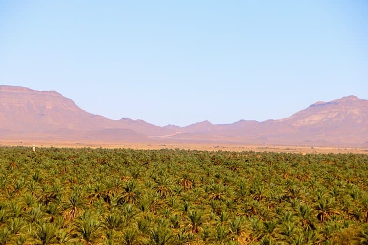 Camel Trekking in Draa Valley from Zagora: Full-Day Oasis Ride, Tamegroute & Berber Dinner photo 5