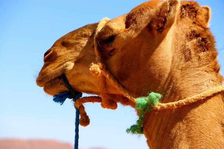 Camel Trekking in Draa Valley from Zagora: Full-Day Oasis Ride, Tamegroute & Berber Dinner photo 6