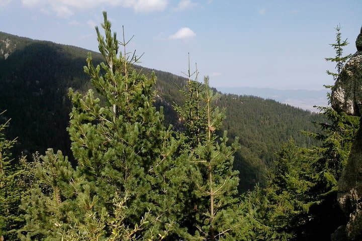 Hike Vitosha's Cherni Vrah: Dragalevtsi Monastery to Black Peak Day Trek photo 4