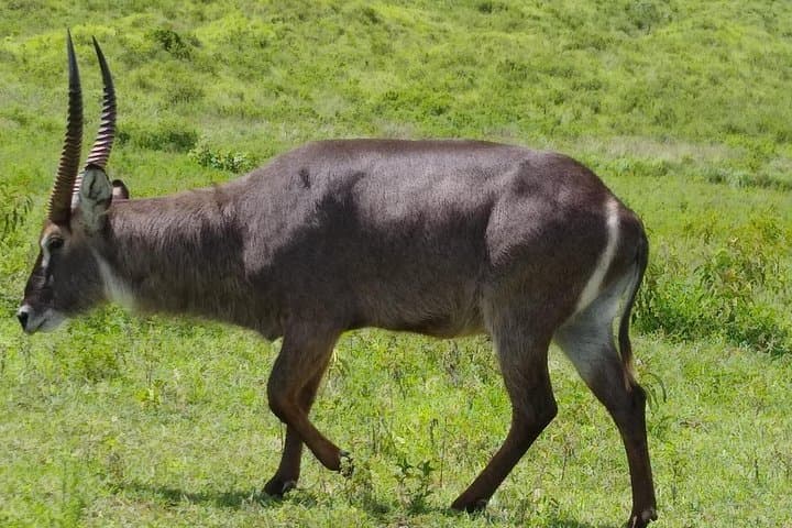 2-Day Tarangire and Ngorongoro Crater Safari — Big Five in Two Days photo 1
