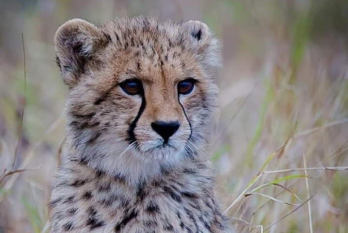 Ann van Dyk Cheetah Centre Guided Tour — De Wildt Wildlife Experience
