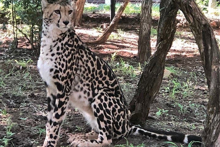 Ann van Dyk Cheetah Centre Guided Tour — De Wildt Wildlife Experience photo 3