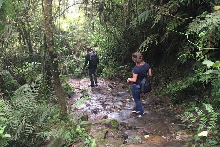 Day Trip to Chicaque Natural Park: Cloud-Forest Hike from Bogotá photo 6