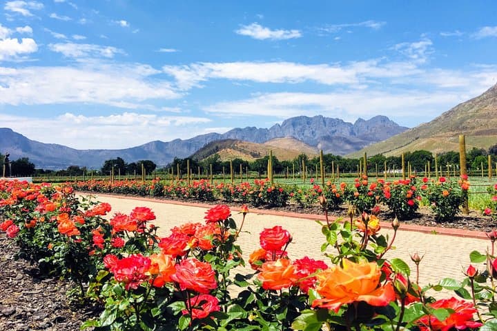 Cape Town Honeymoon: 8-Day Private Safari, Wine & Coast Escape photo 2