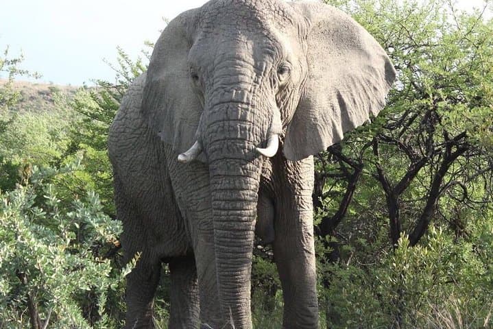 Cape Town Honeymoon: 8-Day Private Safari, Wine & Coast Escape photo 4