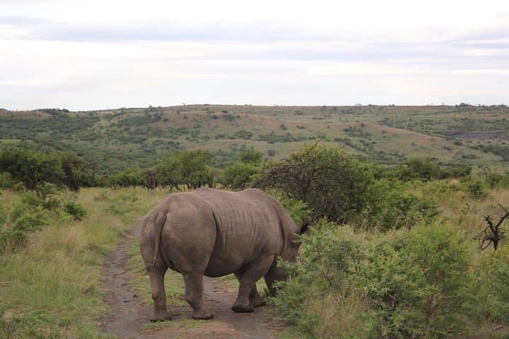 Cape Town Honeymoon: 8-Day Private Safari, Wine & Coast Escape photo 5