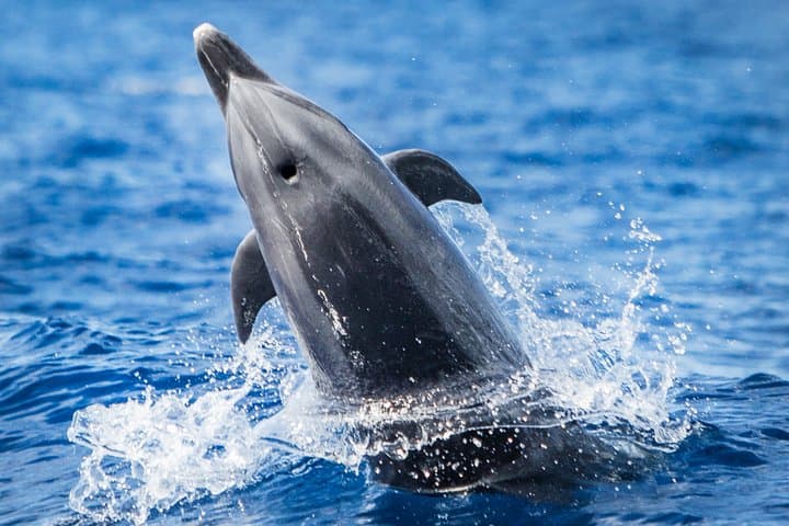 Kaimana Ocean Safari — Small-Boat Wildlife Snorkel on Kona's Coast photo 1
