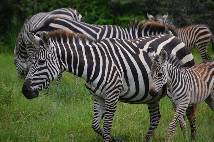 4-Day Private Safari: Serengeti, Ngorongoro & Tarangire photo 5