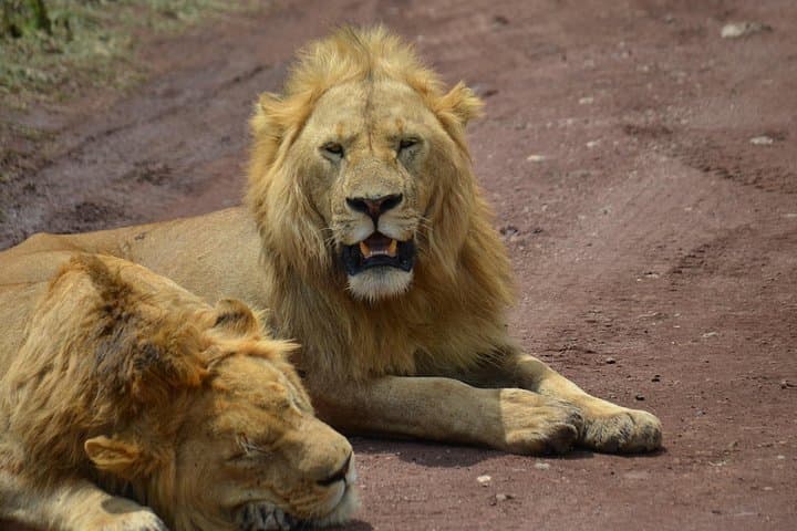 4-Day Private Safari: Serengeti, Ngorongoro & Tarangire photo 6