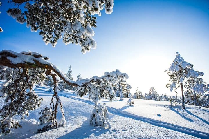 Snowmobile Safari on the Tundra: Exploring Lapland’s Frozen Wilderness photo 6