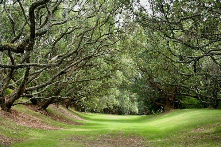 Auckland Coastal Experience: City Sights, Black Sand Beaches & Wine Tasting Day Tour photo 5