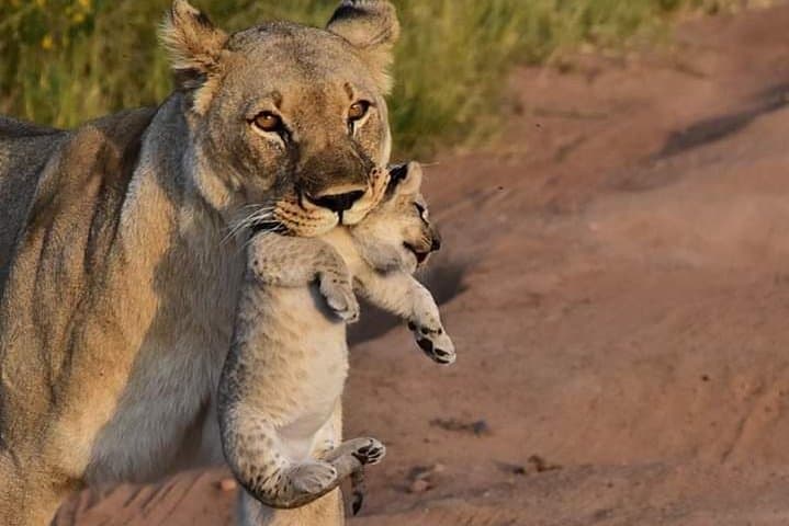 3-Day Kruger Overnight Safari: Big Five Game Drives & Marloth Park Lodge