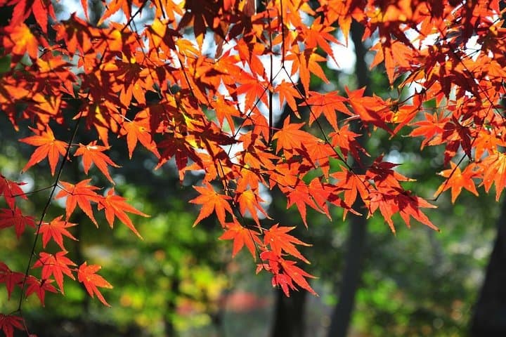 Tianping Mountain and Mudu Water Town: A Day Trip from Suzhou for Maple Hues and Canal Strolls photo 5