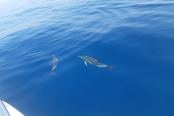 2-Hour Dolphin Watching Cruise off Marbella: Coastal Wildlife & Tips photo 3