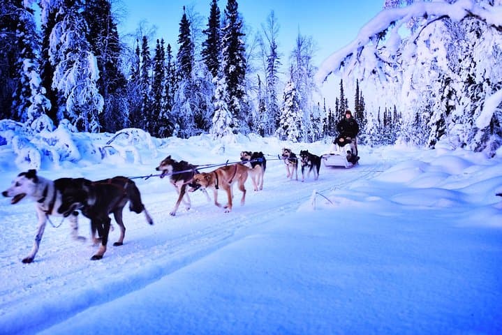 North Pole Alaska Dog Sledding: 30-Minute Mushing with Alaskan Huskies photo 6