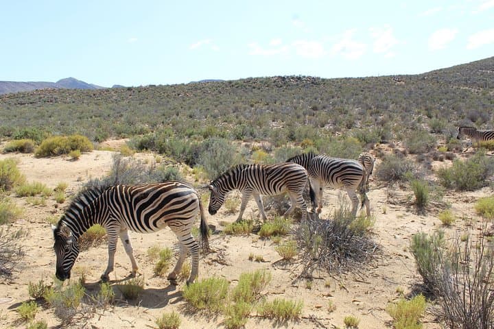 Cape Town to Aquila Safari Shared Return Transfer — Scenic Day Trip photo 3