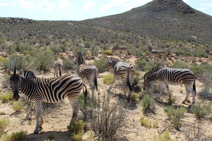 Private Aquila Big 5 Safari from Cape Town — Full-Day Return Transfer photo 3