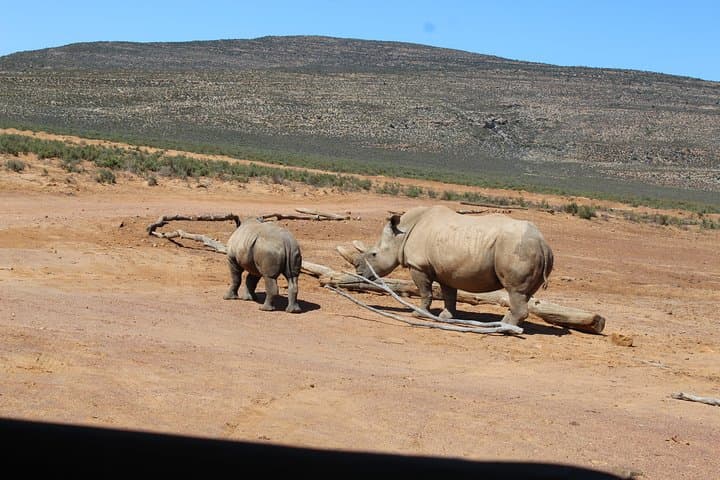 Cape Town to Aquila Safari Shared Return Transfer — Scenic Day Trip photo 5