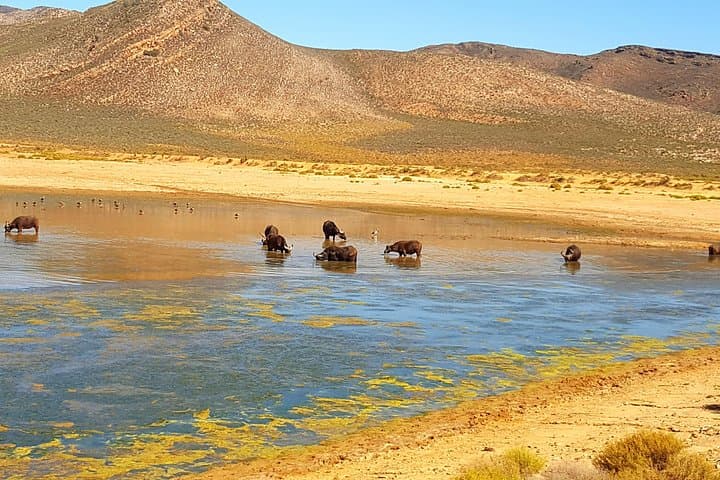 Full-Day Safari at Aquila Game Reserve: Cape Town Wildlife Excursion photo 6