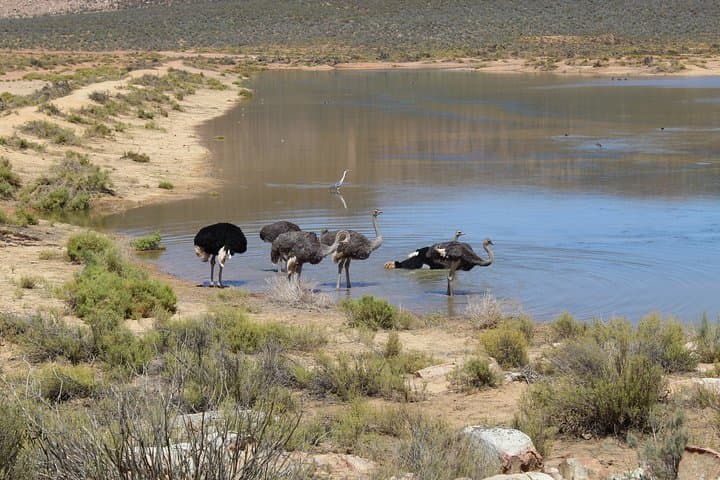 Private Aquila Big 5 Safari from Cape Town — Full-Day Return Transfer photo 6