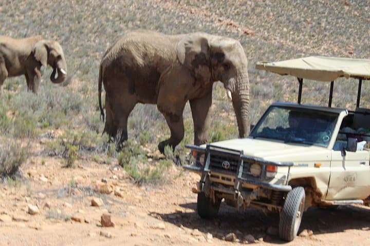 Full-Day Safari at Aquila Game Reserve: Cape Town Wildlife Excursion photo 2