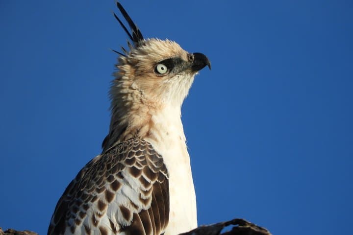 Bundala National Park Birdwatching Safari — Birds, Elephants & Lagoons