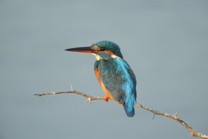 Bundala National Park Birdwatching Safari — Birds, Elephants & Lagoons photo 2