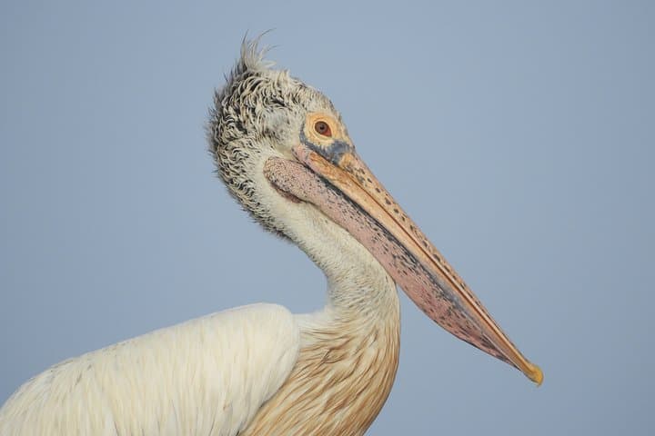 Bundala National Park Birdwatching Safari — Birds, Elephants & Lagoons photo 3