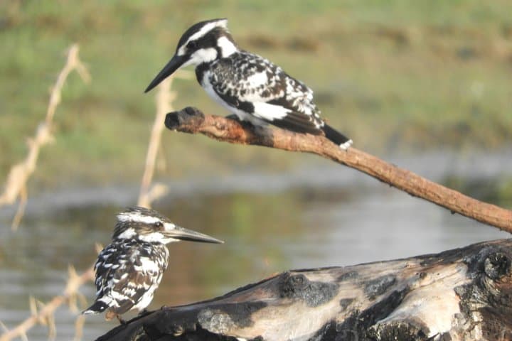 Bundala National Park Birdwatching Safari — Birds, Elephants & Lagoons photo 4
