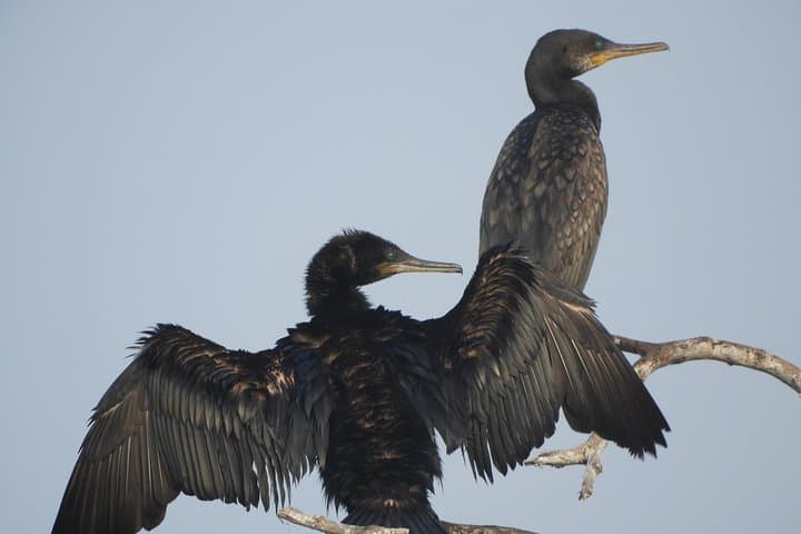 Bundala National Park Birdwatching Safari — Birds, Elephants & Lagoons photo 5