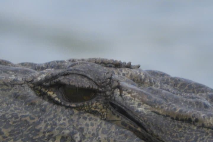 Bundala National Park Birdwatching Safari — Birds, Elephants & Lagoons photo 6