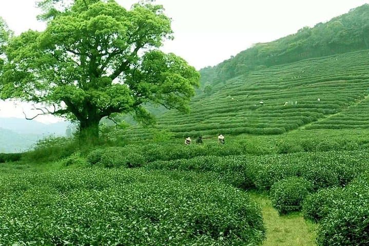 Day Trip to Hangzhou from Shanghai — West Lake, Lingyin Temple & Longjing Tea photo 6