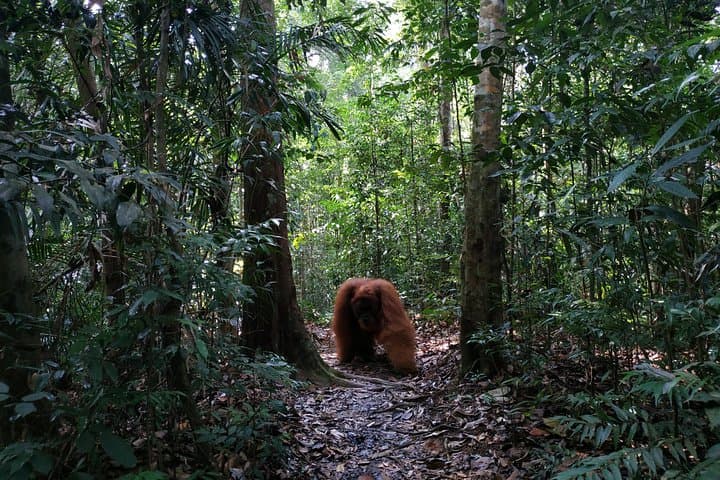 Seven-Day North Sumatra Adventure: Jungle Trek, Mount Sibayak Sunrise & Lake Toba photo 2