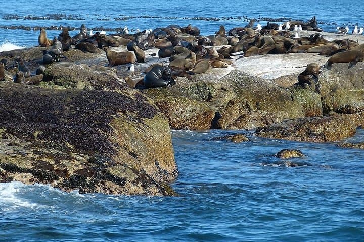 Half-Day Cape Peninsula Private Tour: Cape Point, Penguins & Chapman's Peak photo 2